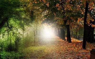 Office Opening Hours