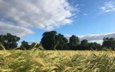 John Earle’s Agricultural Transition Plan Update